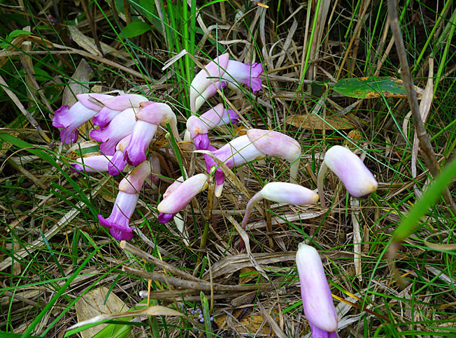オオナンバンギセル