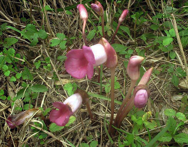 オオナンバンギセル