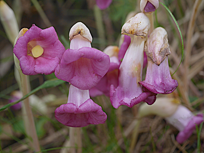 オオナンバンギセル