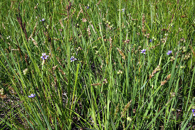 オオニワゼキショウ