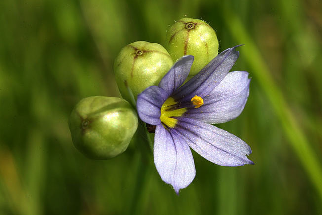オオニワゼキショウ
