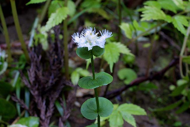 オオシラヒゲソウ