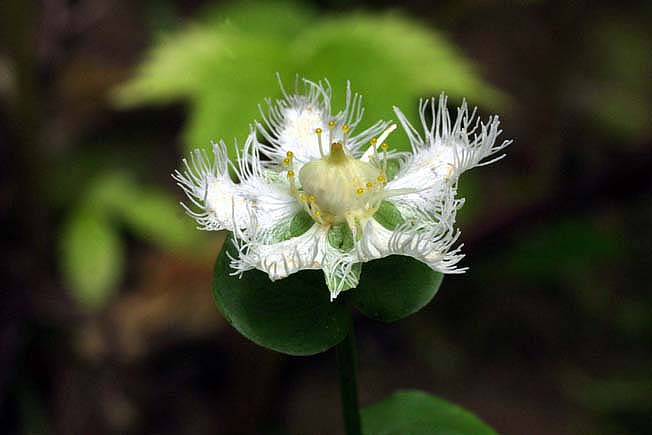 オオシラヒゲソウ
