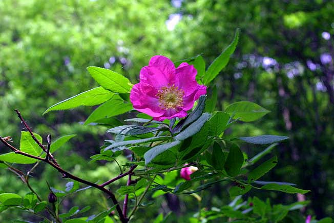 オオタカネバラ