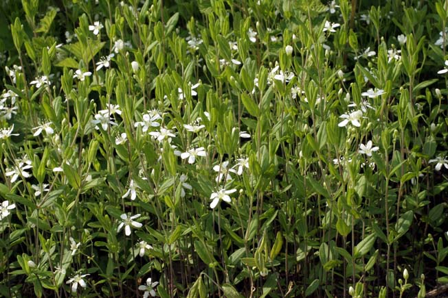 オオヤマフスマ