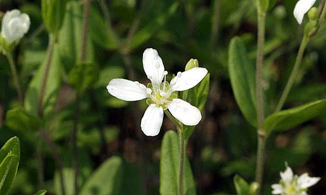 オオヤマフスマ