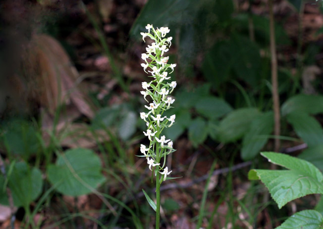 オオヤマサギソウ