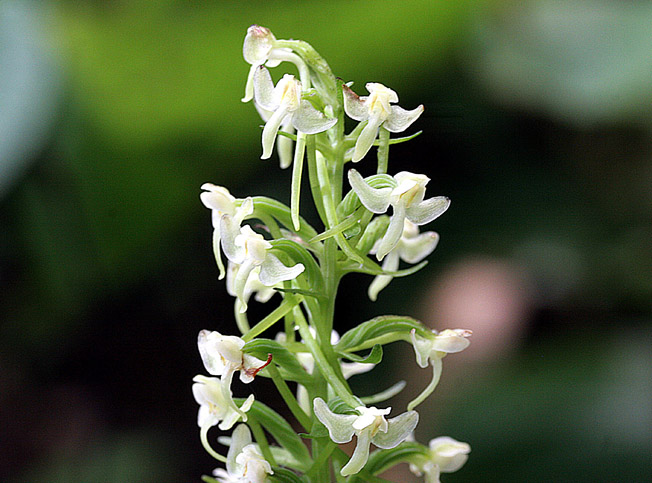 オオヤマサギソウ