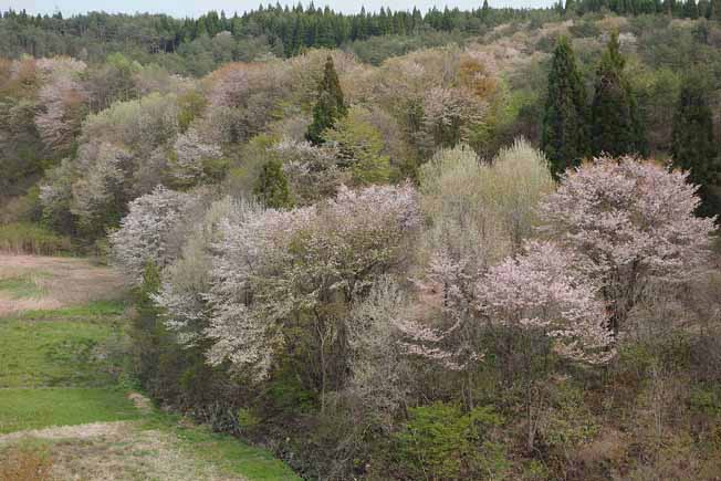 オオヤマザクラ