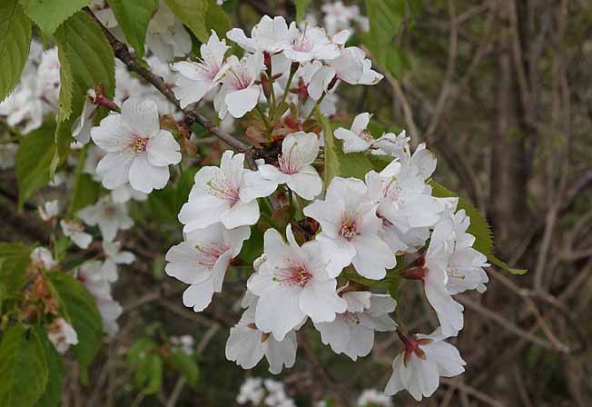 オオヤマザクラ