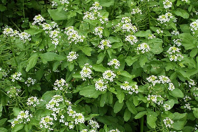 オランダガラシ