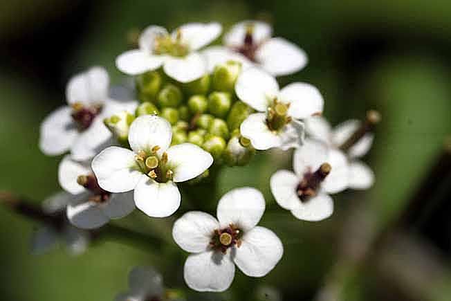 オランダガラシ