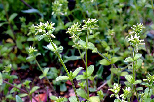 オランダミミナグサ