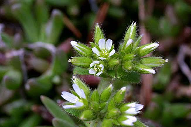 オランダミミナグサ