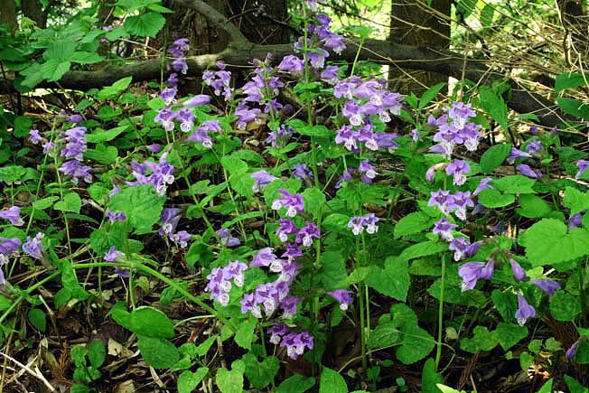 ラショウモンカズラ