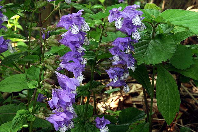 ラショウモンカズラ