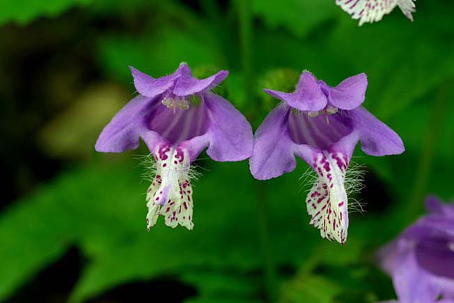 ラショウモンカズラ