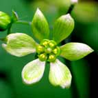 ルイヨウボタン