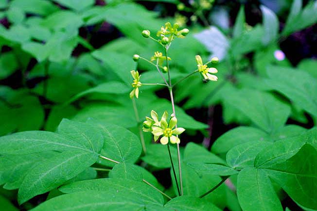 ルイヨウボタン