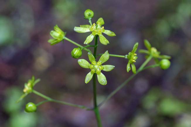 ルイヨウボタン