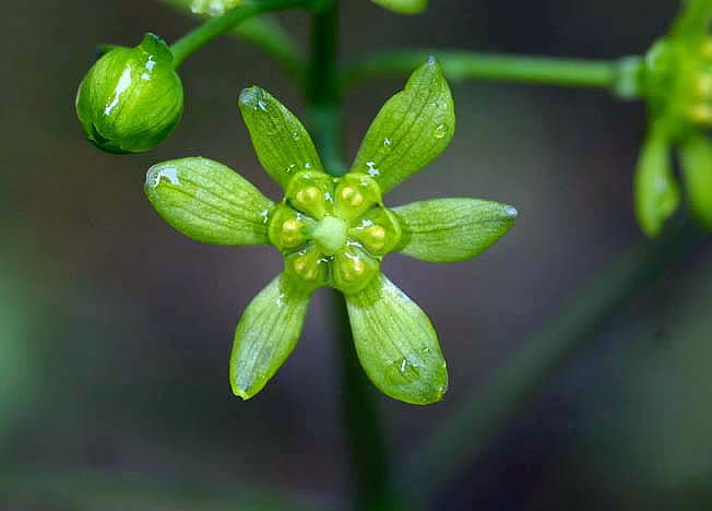 ルイヨウボタン