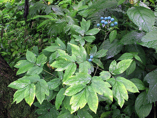 ルイヨウボタン