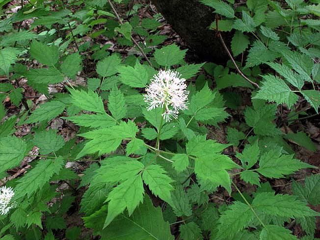 ルイヨウショウマ