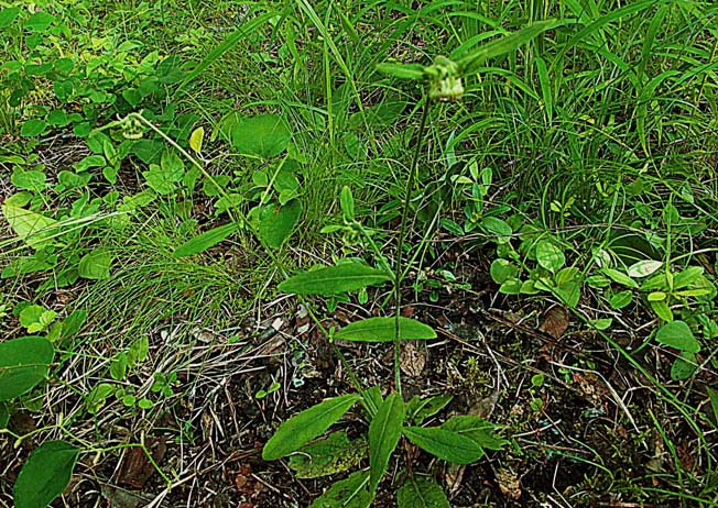 サジガンクビソウ