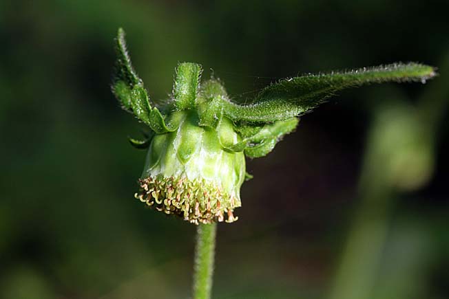 サジガンクビソウ