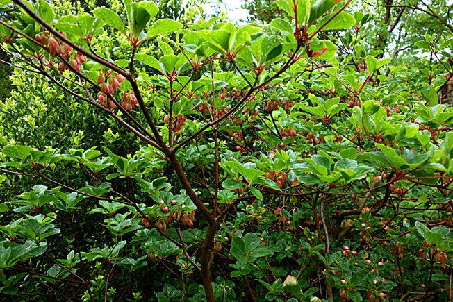 サラサドウダン