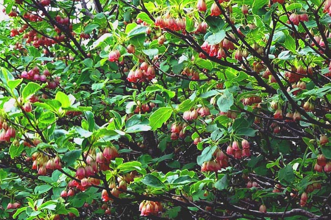 サラサドウダン