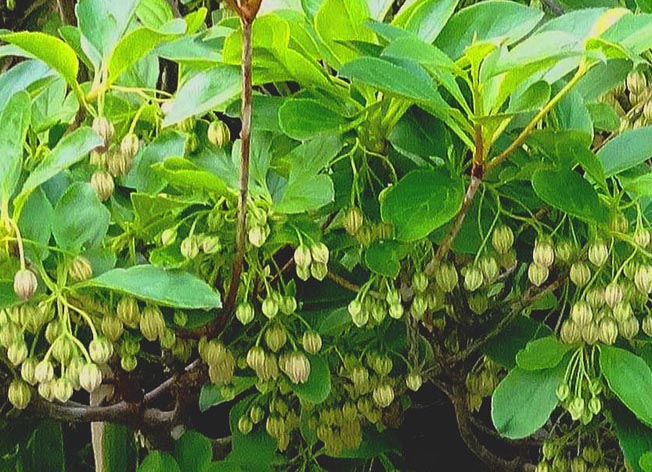 サラサドウダン