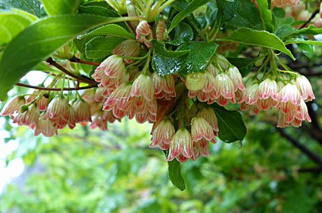 サラサドウダン