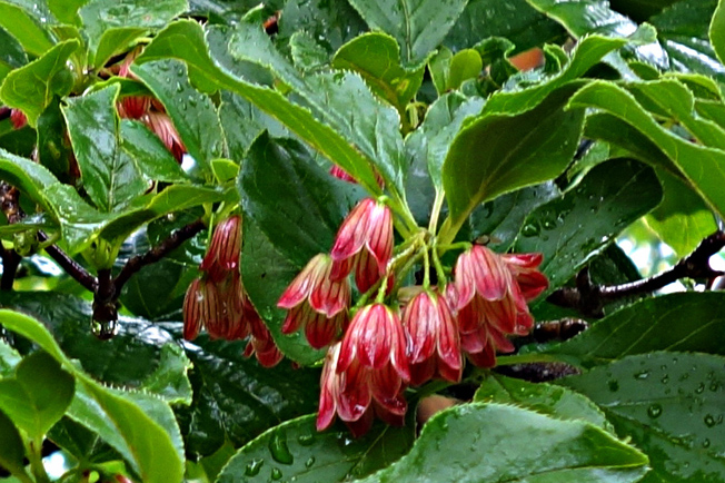 サラサドウダン