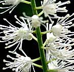 サラシナショウマ