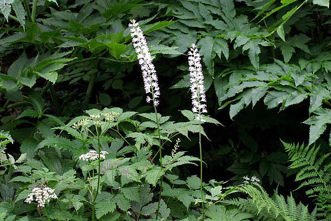 サラシナショウマ