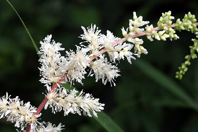 サラシナショウマ