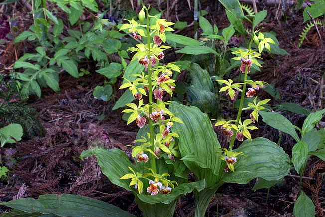 サルメンエビネ