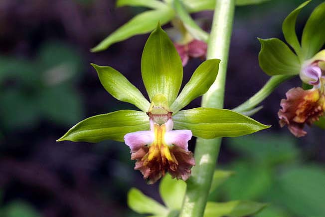 サルメンエビネ