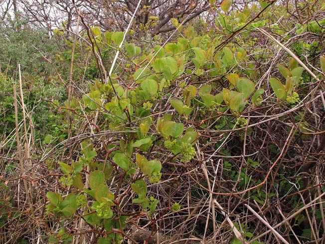 サルトリイバラ