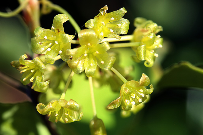 サルトリイバラ
