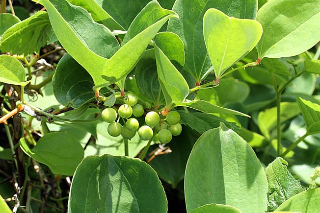 サルトリイバラ