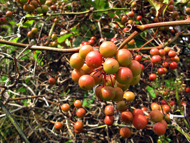 サルトリイバラ