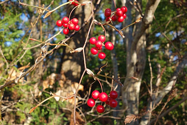 サルトリイバラ
