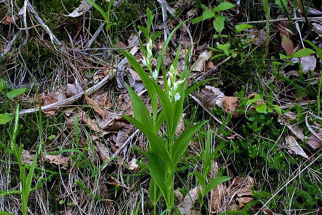 ササバギンラン