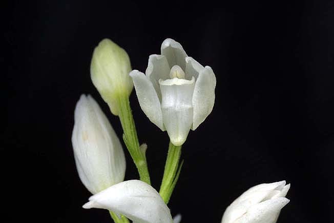 ササバギンラン