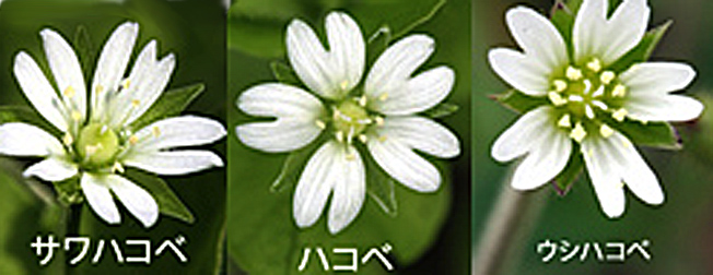 サワハコベ
