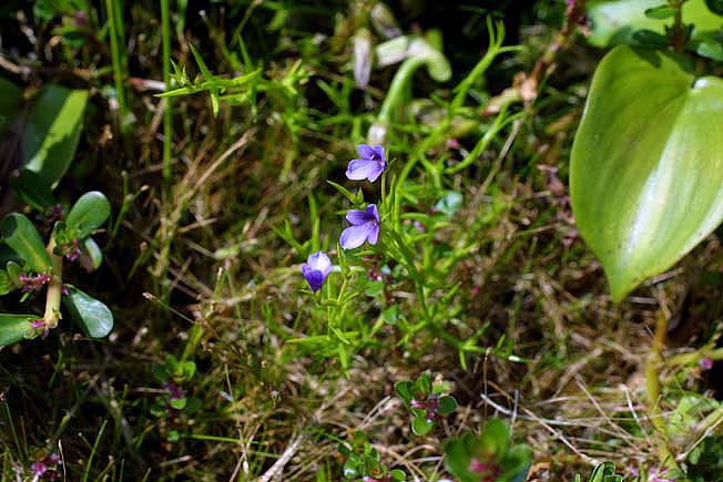 サワトウガラシ