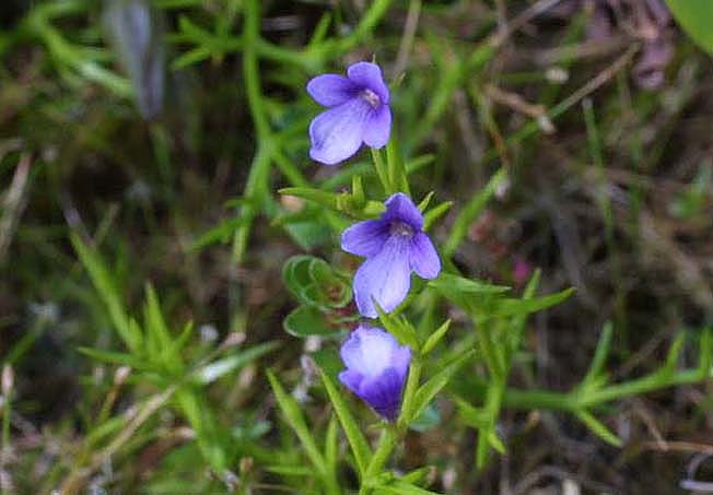 サワトウガラシ