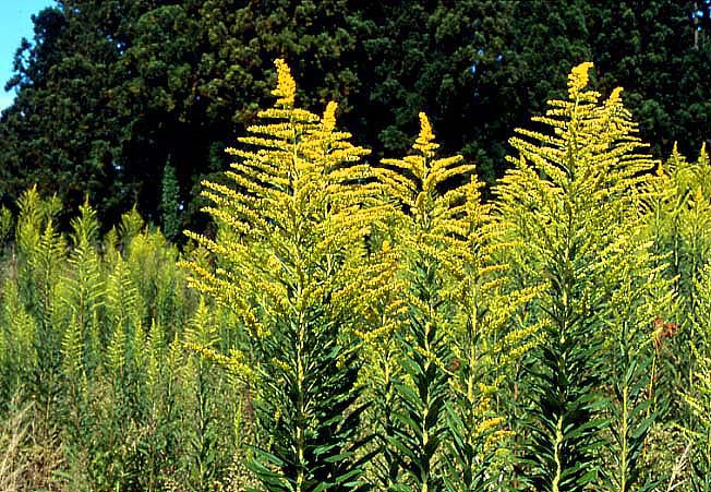 セイダカアワダチソウ